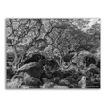 "Gesture without motion" Waimea monochrome IXNAY photography poster 24x18"