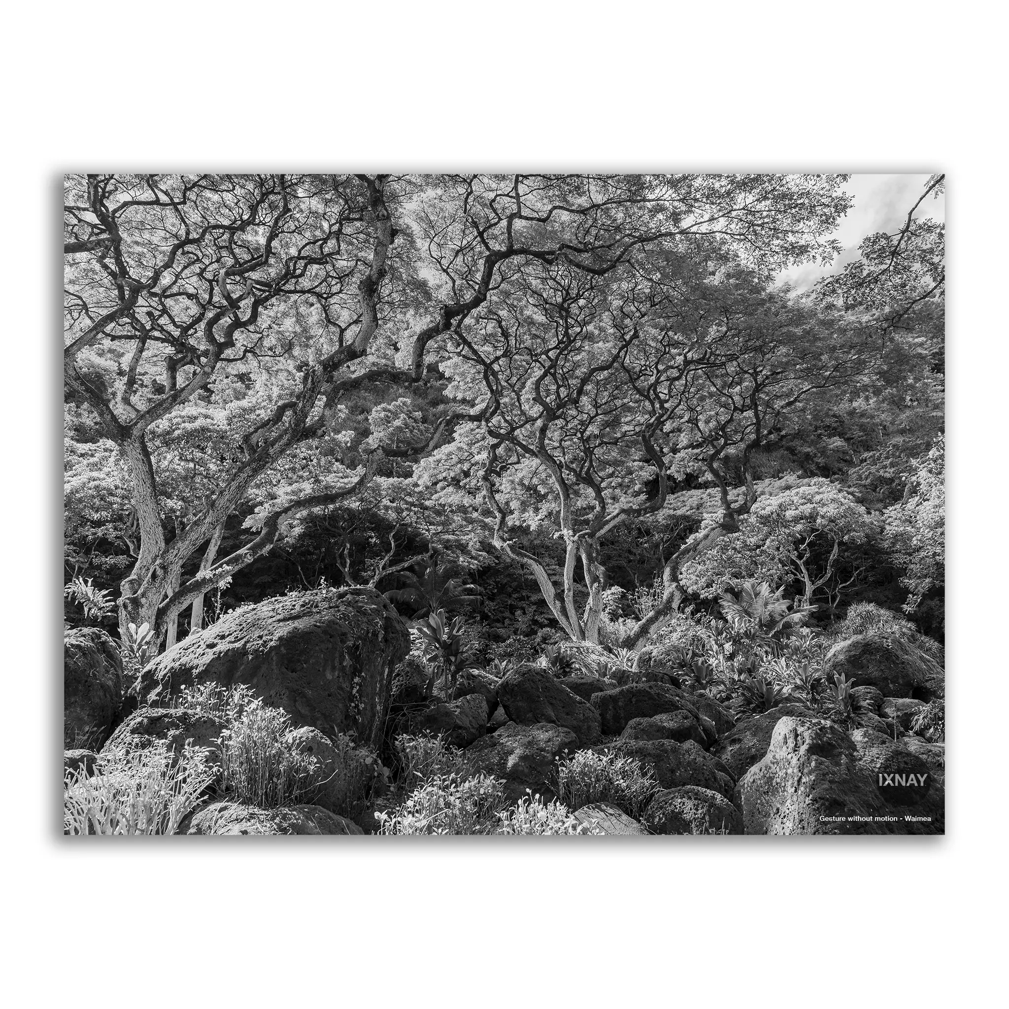 "Gesture without motion" Waimea monochrome IXNAY photography poster 24x18"