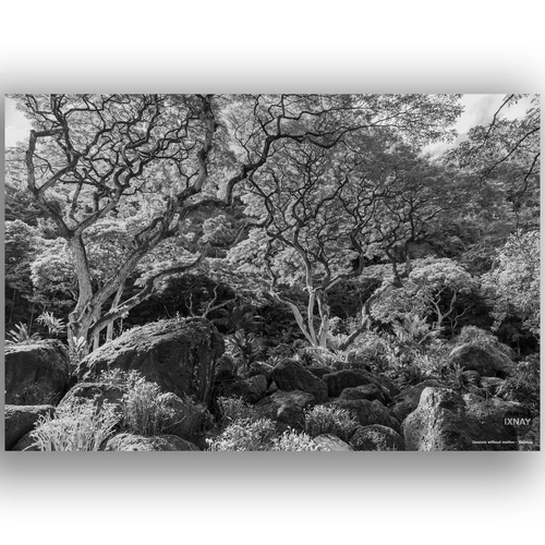 "Gesture without motion" Waimea monochrome IXNAY photography poster 36x24"